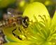 With Its Collapse, Honey Bees Threaten Food Security